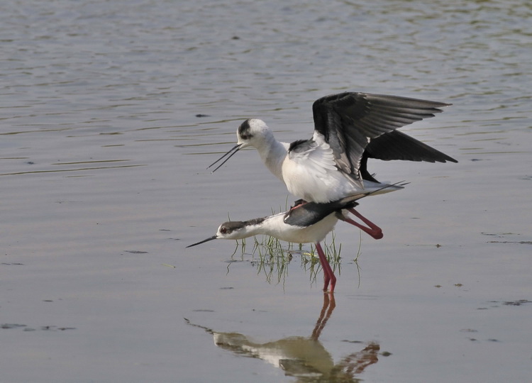 Il B.B. del Cavaliere - Himantopus himantopus L.